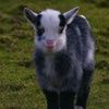 bamagoat